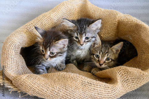 Kittens are sitting in a canvas bag