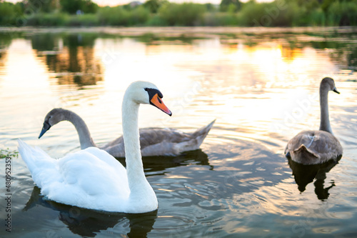 White and gray swans swimming on lake water in summer