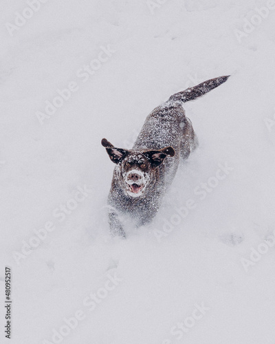 dog in the snow