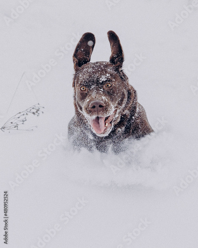 dog in the snow