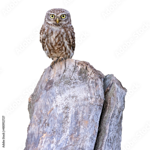Little Owl (Athene noctua)