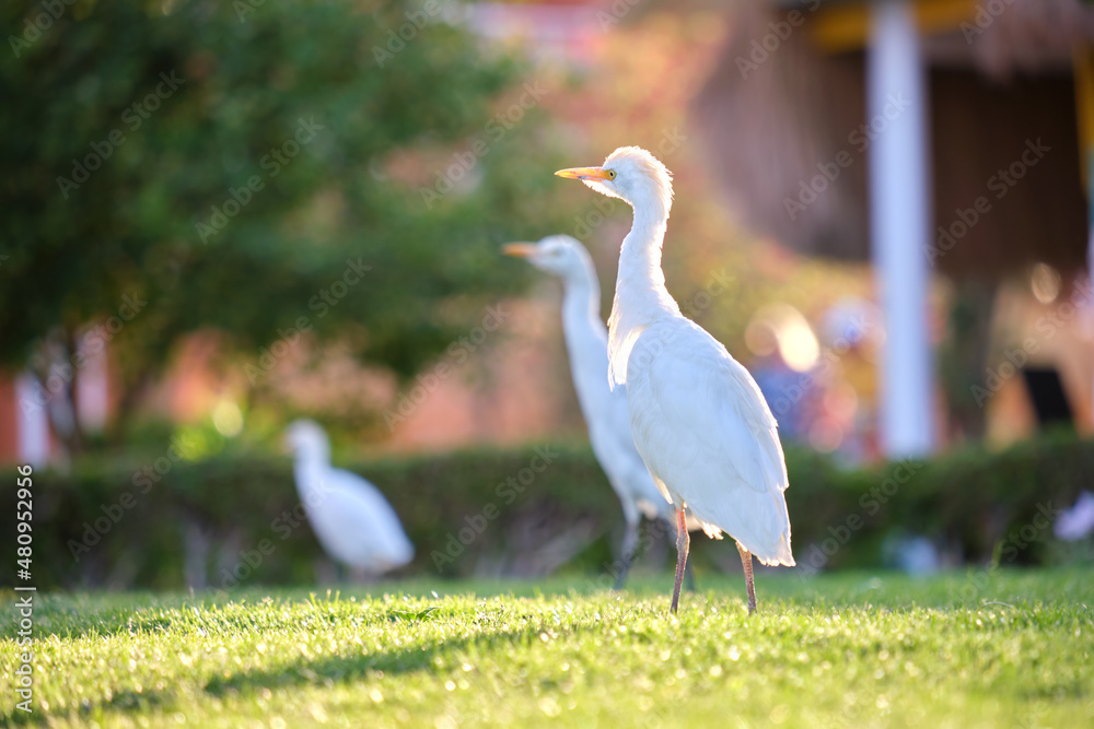 Obraz premium White cattle egret wild bird, also known as Bubulcus ibis, walking on green lawn at hotel yard in summer