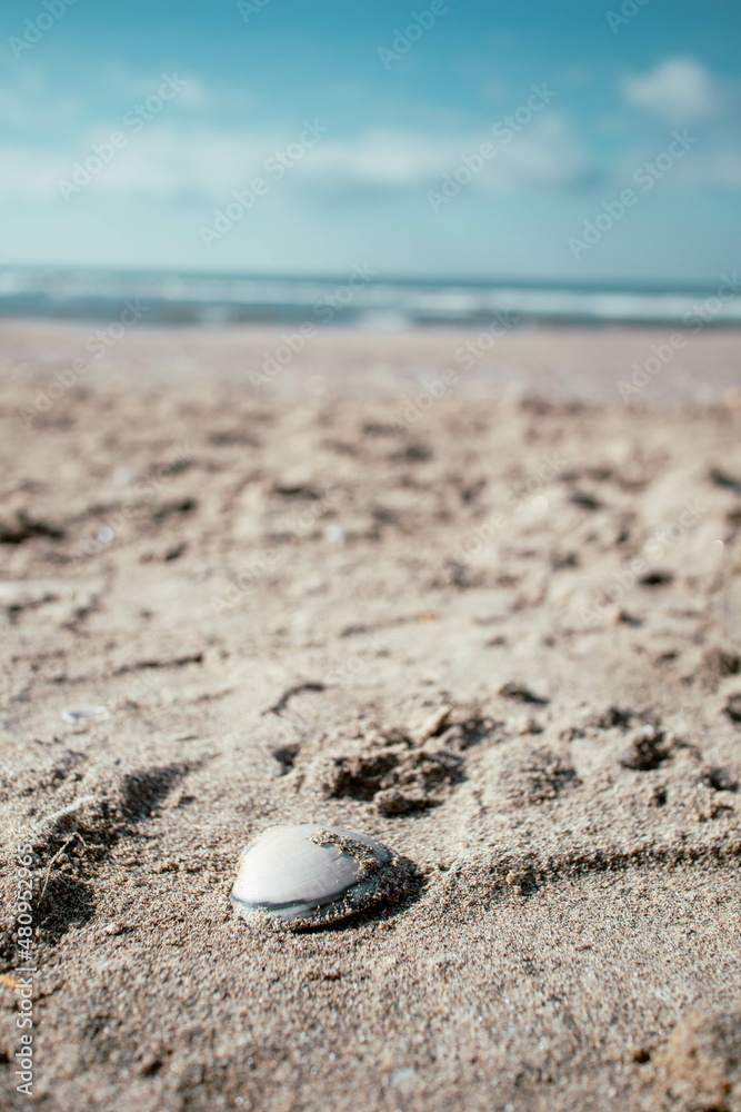 Vertical Photo of a Seashell on the beach's sand Vertical Photo of a Seashell on the beach's sand