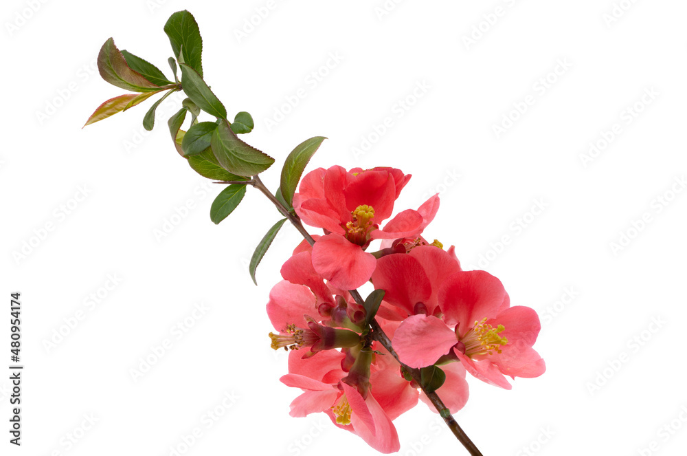 Fototapeta premium quince flower isolated