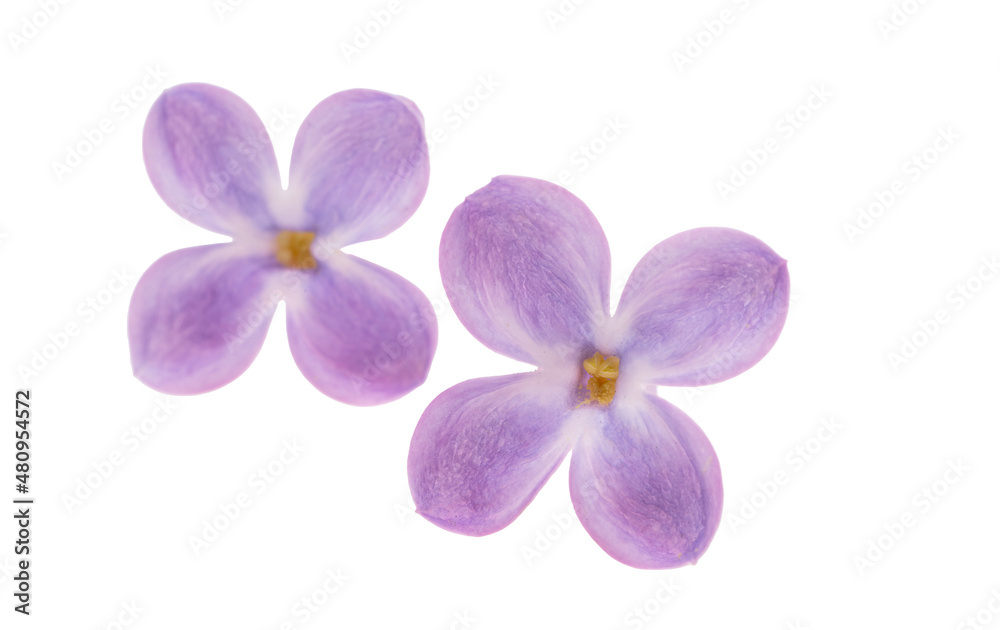lilac flower isolated lilac flower isolated