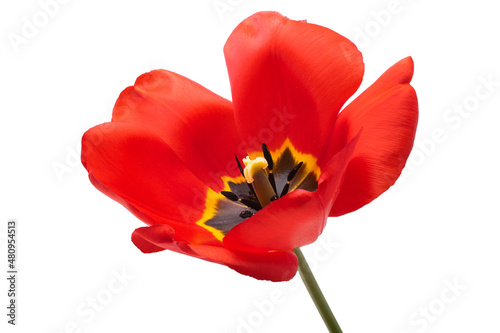 red tulip flower isolated