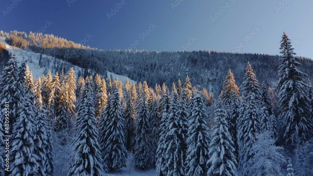 Élévation drone au dessus forêt recouverte de neige, montagne Jura, haut des sapins au soleil doré, coucher de soleil, ombre bleue.