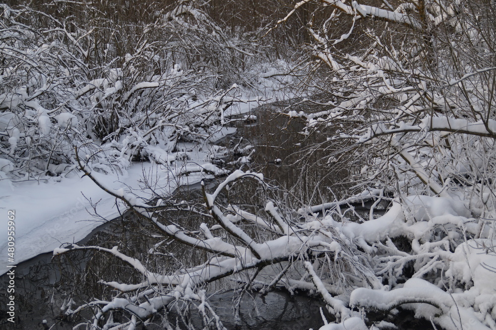 snow covered trees
