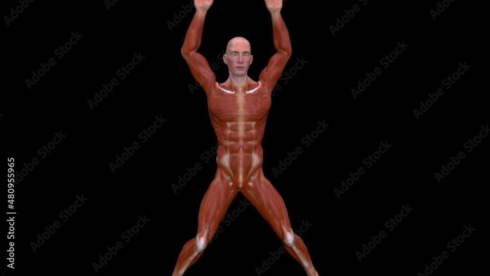 4K anatomy of a man doing jumping jacks 4K anatomy of a man doing jumping jacks