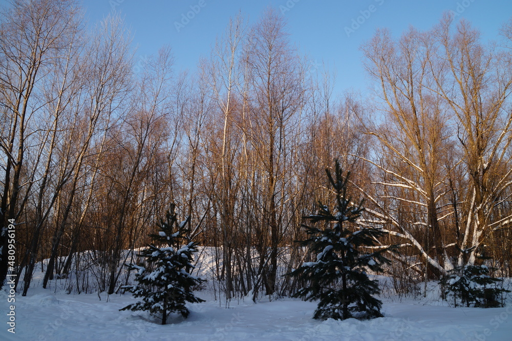 trees in the snow