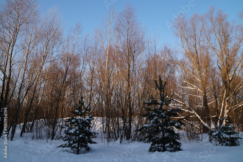 trees in the snow © irbismarengo