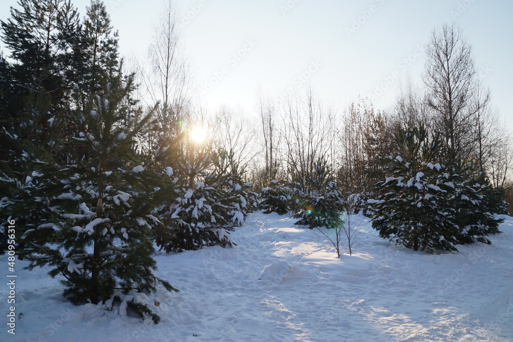 snow covered trees