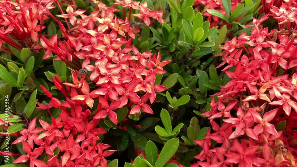 Honey Bee on red Flower, Bees pollinating red flowers, bees flying sniffing red flowers, ixora Honey Bee on red Flower, Bees pollinating red flowers, bees flying sniffing red flowers, ixora