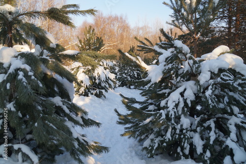 Obraz na płótnie snow covered trees w salonie