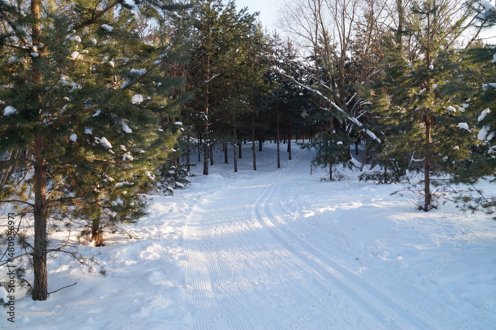 snow covered trees