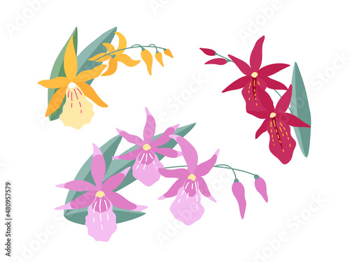 Sprigs of orchid flowers (Degarmoara) on a white background. A set of three simple colored flower arrangements for your design. Flat cartoon vector illustration.