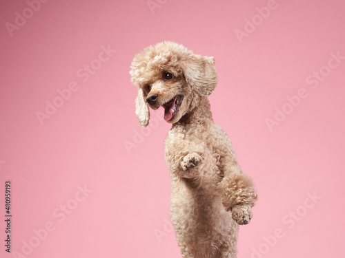 Funny active dog jumping. happy small poodle on pink background photo