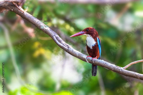 White-throated kingfisher common resident bird of Thailand which could be find in mangrove forest.