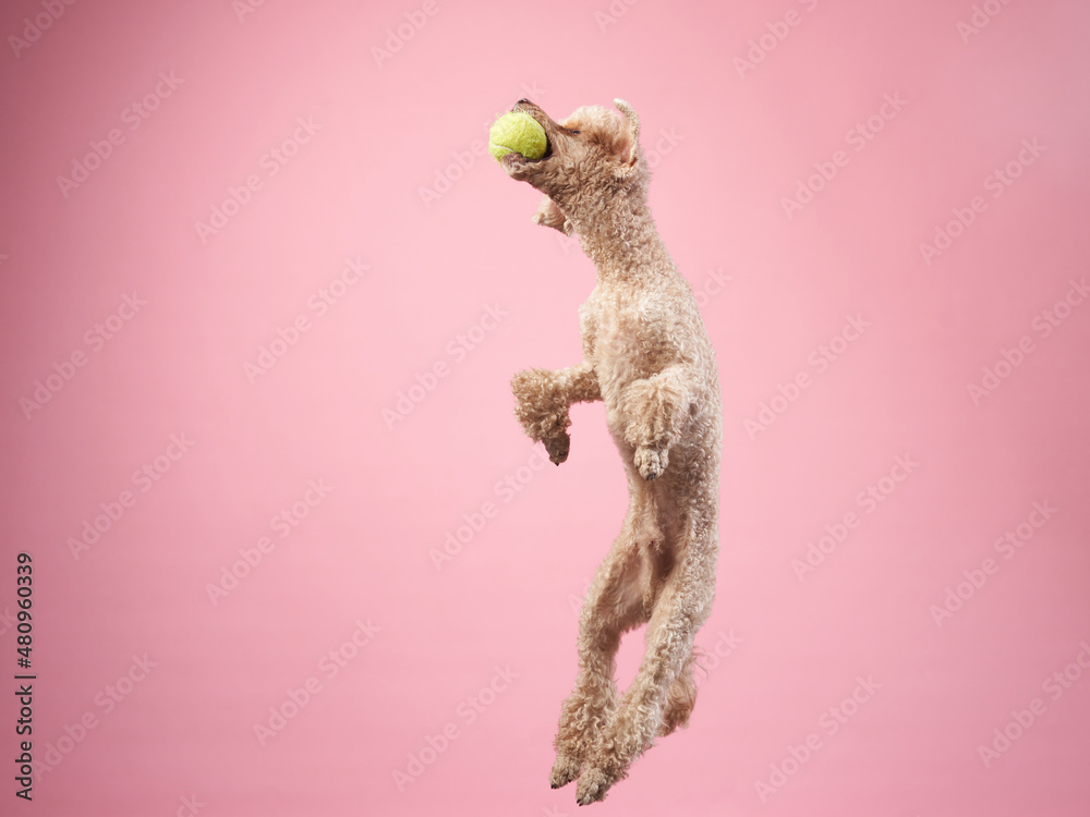 Fototapeta premium Funny active dog jumping. happy small poodle on pink background