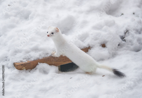 Snow White ermine short tailed weasel photo
