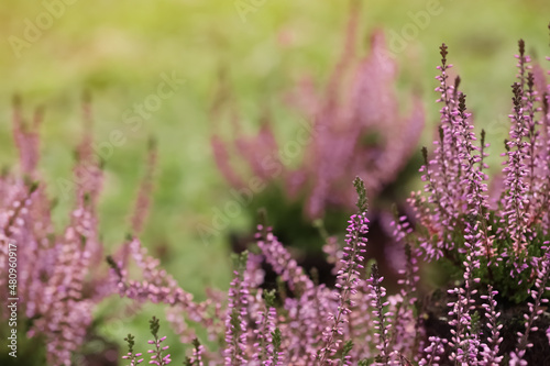 Heather shrub with beautiful flowers outdoors on spring day © New Africa