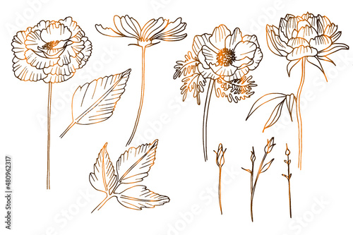 large set of vector golden flowers and leaves, peonies, elements