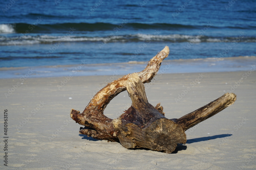 Konar drzewa na plaży. Drzewo wyrzucone na brzeg morza.  - obrazy, fototapety, plakaty 