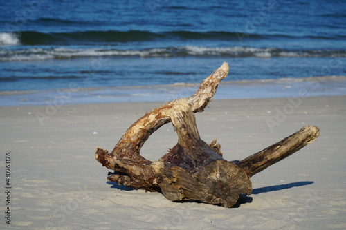 Konar drzewa na plaży. Drzewo wyrzucone na brzeg morza. 