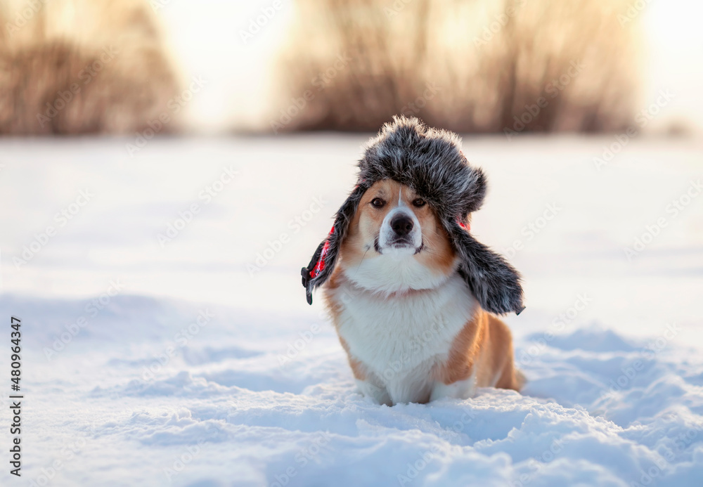 funny corgi dog sitting in a winter cold park in the snow in a warm fur hat with earflaps