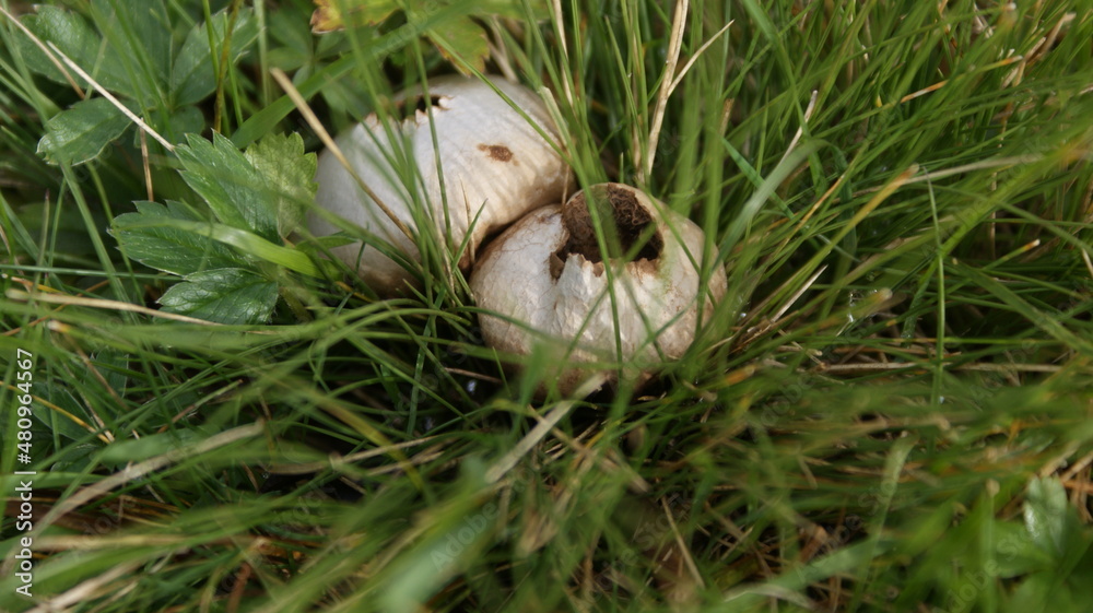 Fototapeta premium Bovist