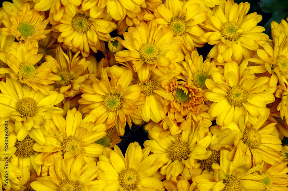 Fototapeta premium The beauty of yellow chrysanthemums flowers