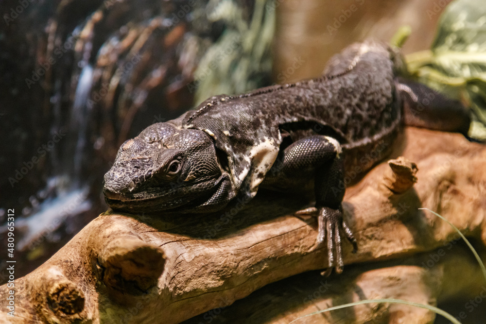 Beautiful Black Mexican dragon, iguana Wigmann, Stenosura pectinate sitting on a branch Beautiful Black Mexican dragon, iguana Wigmann, Stenosura pectinate sitting on a branch