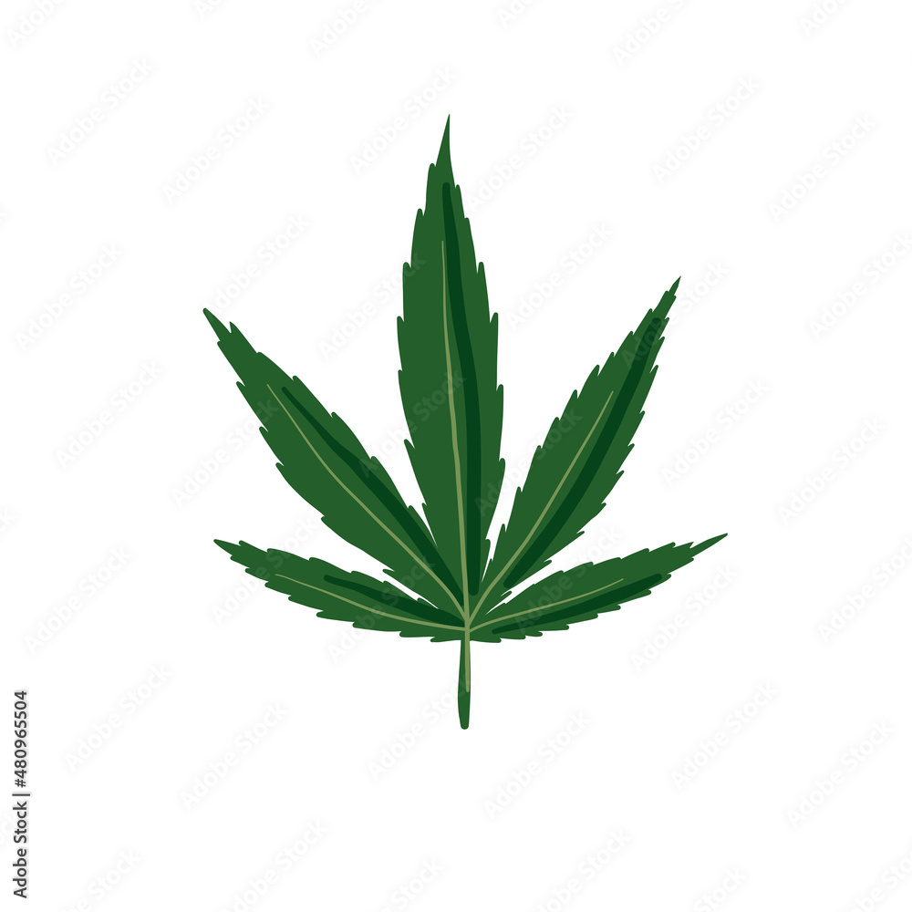 Hemp leave isolated on white. Vector hemp leave illustration. Green leaf on white background. Hemp leave isolated on white. Vector hemp leave illustration. Green leaf on white background.
