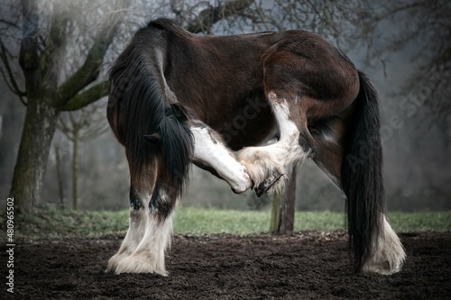 Shire Horse  photo