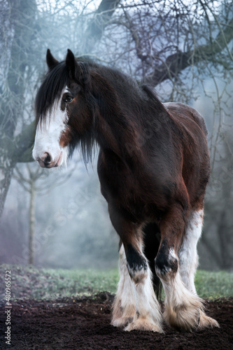 Shire Horse 