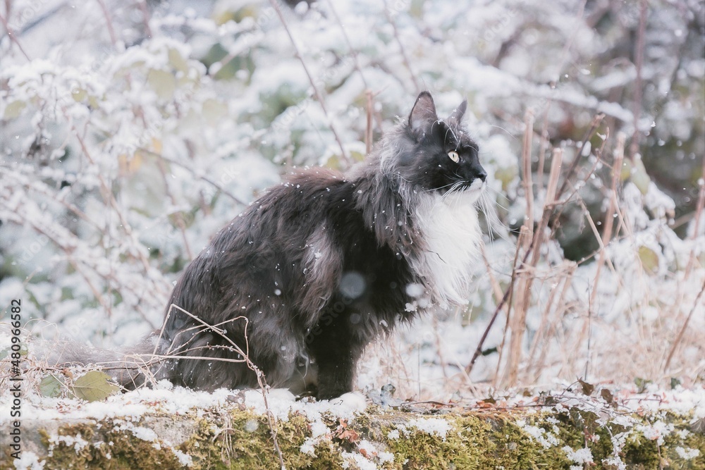 Obraz premium Cats 