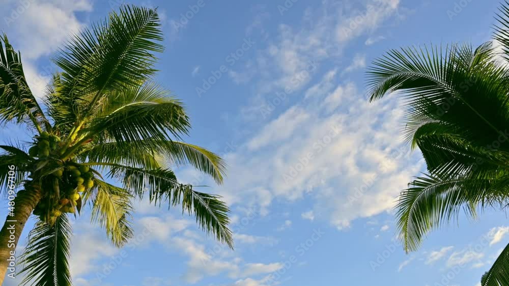 Tropical palm tree with sun light on blue sky. Summer vacation and nature travel adventure concept. Coconut trees . Tropical palm tree with sun light on blue sky. Summer vacation and nature travel adventure concept. Coconut trees .