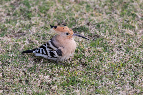 Egypt. Sharm el-Sheikh. Hoopoe bird on the grass. The animal world of Africa.