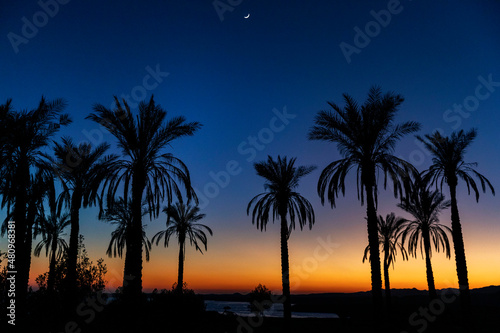Egypt. Sharm el-Sheikh. Palm trees at sunset on the shore of the Red Sea.