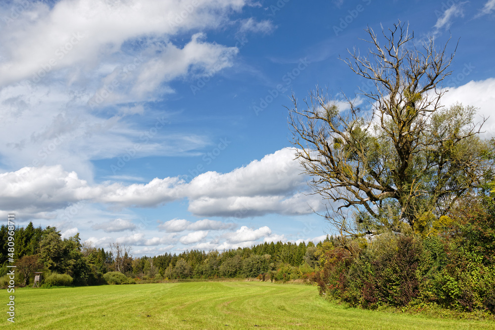 Wiese am Waldrand mit einem kahlen Baum, darüber ein blauer Himmel mit Wolken, Deutschland, Europa Wiese am Waldrand mit einem kahlen Baum, darüber ein blauer Himmel mit Wolken, Deutschland, Europa