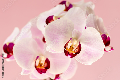 Phelaenopsis orchid. Orchid flower on a pink background. Selective focus  close-up  copy space.