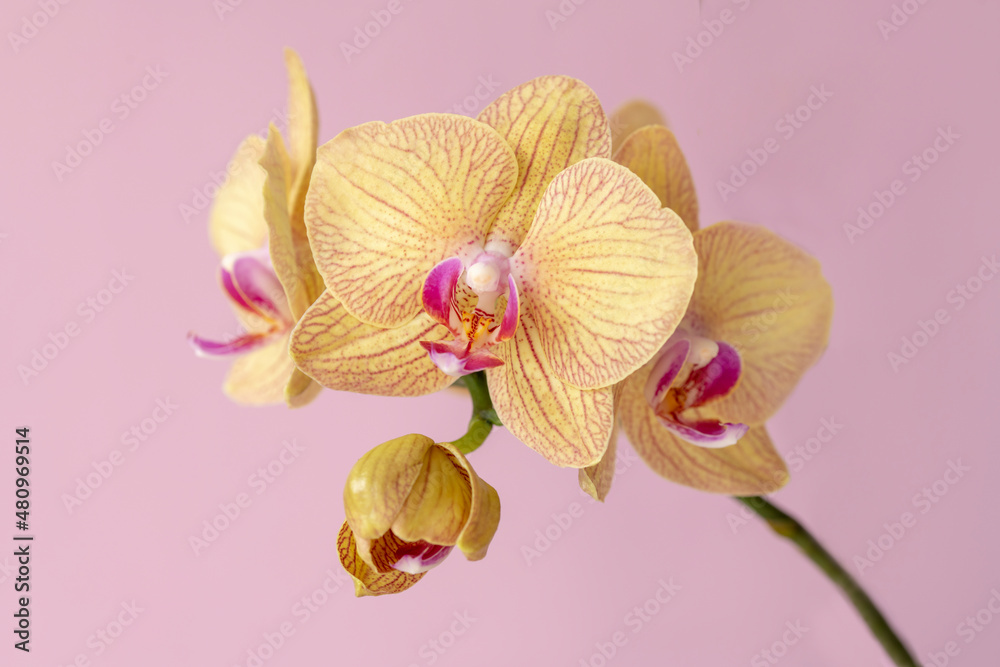 Obraz premium Phelaenopsis orchid. Orchid flower on a pink background. Selective focus, close-up, copy space.