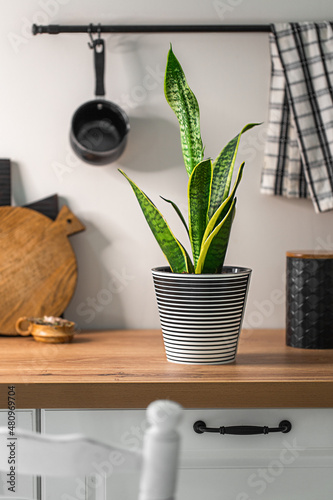 indoor plant on the kitchen table