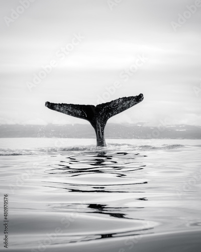 Humpback whales revealing their best features: white pectoral fins and the huge tail which are their trademark © Rui