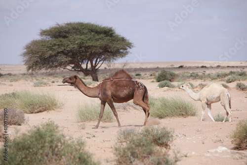 Small camel with its camel mother in the desert of morocco