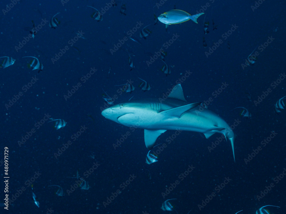 shark shark
