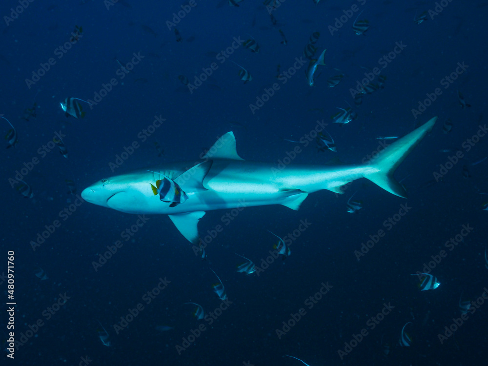shark shark