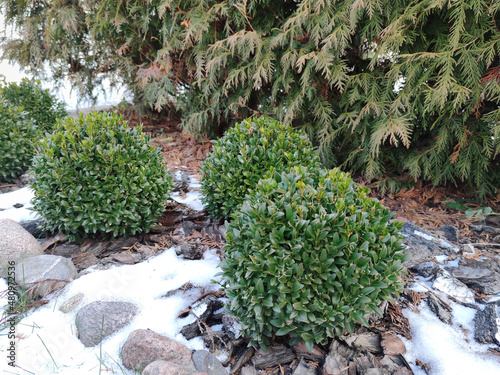 Buxus. Beautiful green boxwood bushes in the winter garden. Young boxwood on a flower bed made of birch and pine bark is covered with snow. Close-up. photo