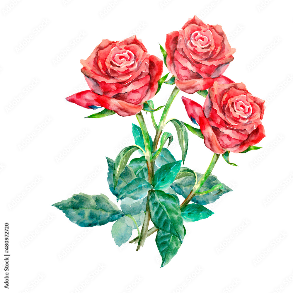 Watercolor painting of rose with leaves on a white background.