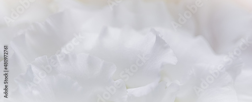 Abstract floral background, white rose flower petals. Macro flowers backdrop for holiday design